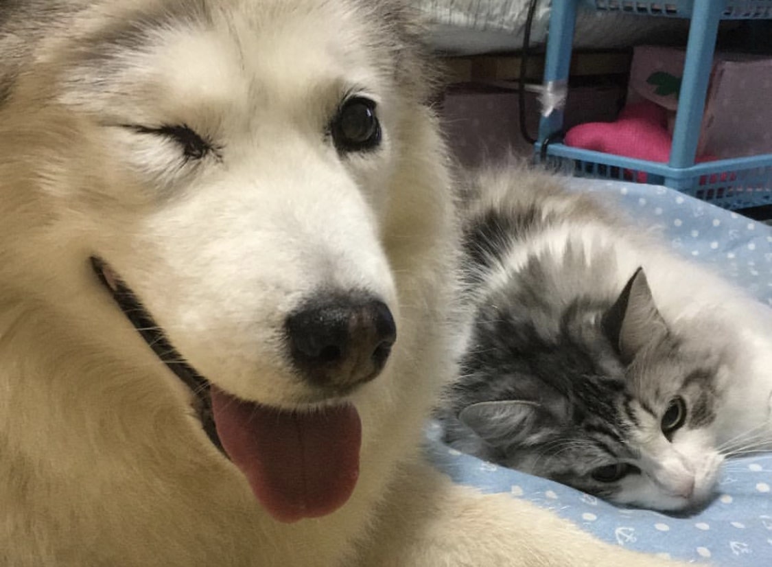 大病を患っても笑顔を絶やさない元保護犬のえると仲良し先住猫の姫 犬猫さがし