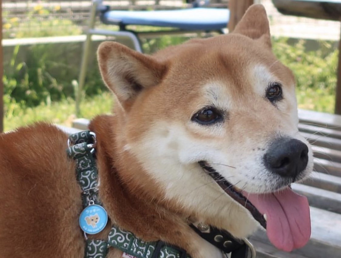 名前のとおりラッキーな犬生に 疾患を抱えセンターに収容されてた元保護犬ラッキー 犬猫さがし